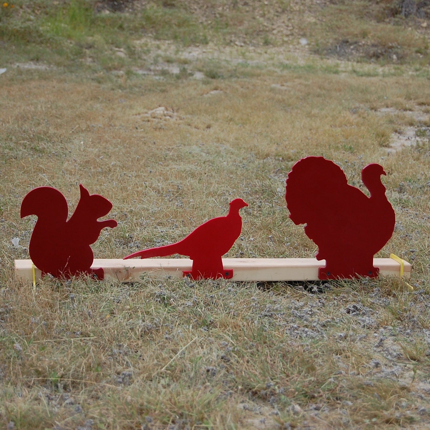 SQUIRREL PLINKER